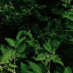 Meet your Posher, Janine